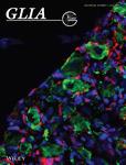 Glia《神经胶质》