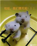 鼠鼠我呀真的要似了