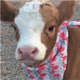 请让我尽快文章录用吧！