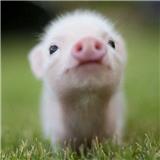 土豆艺术家马铃薯头小子